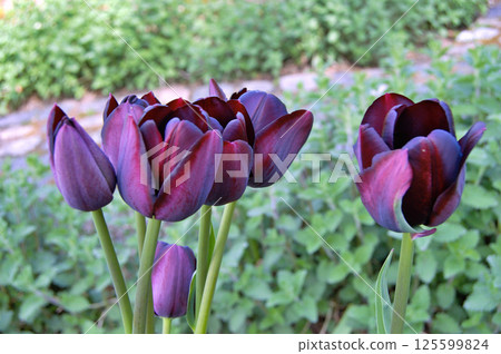 Tulip in the garden during summer 125599824