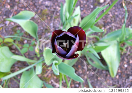 Tulip in the garden during summer 125599825