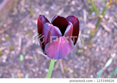 Tulip in the garden during summer 125599826