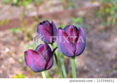 Tulip in the garden during summer Tulip in the garden during summer 125599832