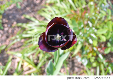 Tulip in the garden during summer 125599833