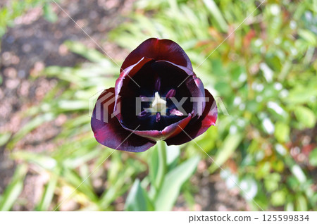 Tulip in the garden during summer 125599834