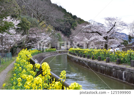 京都山科運河安住橋的櫻花和油菜花的春天風景 125599900
