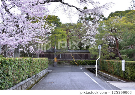 京都岡崎南禪寺別墅的櫻花 京都岡崎南禪寺別墅的櫻花 125599903