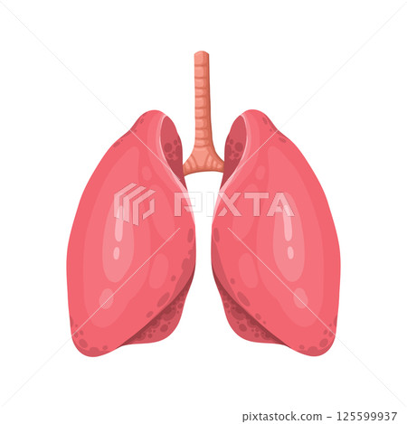 Lungs icon, flat style. Internal organs of the human design element, logo. Anatomy, medicine concept. Healthcare. Isolated on white background. Vector illustration 125599937