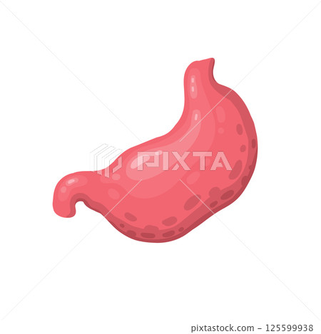 Human stomach for study book isolated on white background. Stomach and digestion organ system, vector illustration 125599938