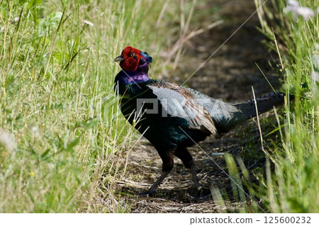 雉雞/日本 雉雞/日本 125600232