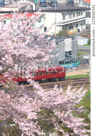 Shinano Railway 115 series Rokumon train running through cherry blossoms in full bloom_2025/4/19 photo Shinano Railway 115 series Rokumon train running through cherry blossoms in full bloom_2025/4/19 photo 125600342