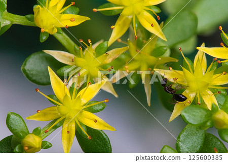 Spring May Yellow small Sedum flowers and black ants Spring May Yellow small Sedum flowers and black ants 125600385