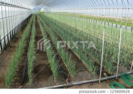 乙烯基溫室種植蔥 乙烯基溫室種植蔥 125600626