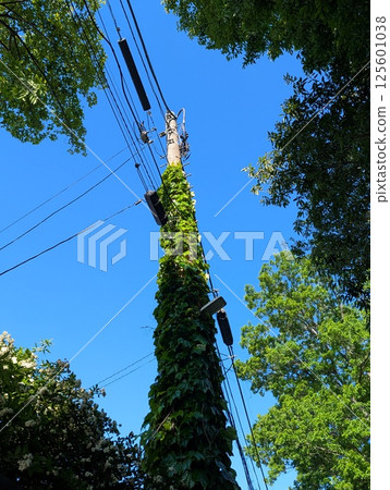 Telegraph pole being covered with ivy 125601038