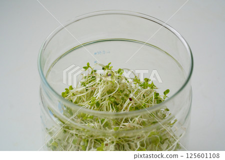 西蘭花芽苗栽培 125601108