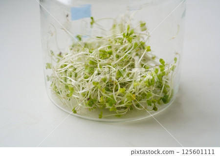 西蘭花芽苗栽培 125601111