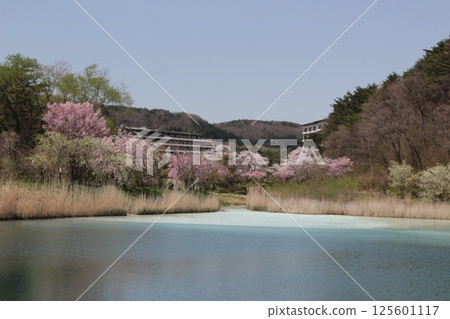 福島縣岳溫泉:綠池因乳白色溫泉而變成乳白色 福島縣岳溫泉:綠池因乳白色溫泉而變成乳白色 125601117