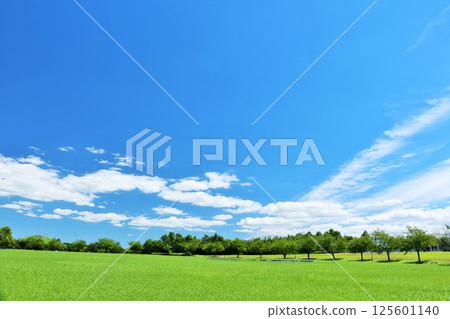 Refreshing summer blue sky Fresh green park scenery Refreshing summer blue sky Fresh green park scenery 125601140
