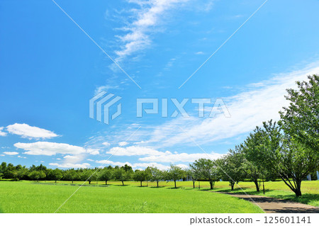 Summer blue sky and fresh green park scenery 125601141