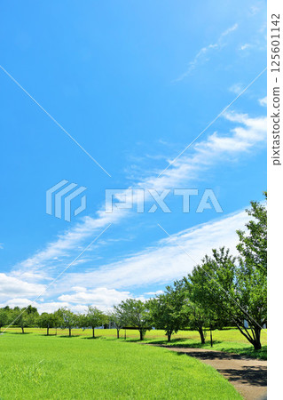 Summer blue sky and fresh green park scenery Summer blue sky and fresh green park scenery 125601142
