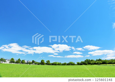 Refreshing summer blue sky Fresh green park scenery 125601148