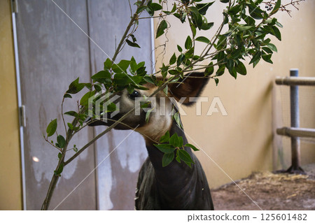 Okapi at Yokohama Zoo Okapi at Yokohama Zoo 125601482