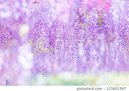 七彩紫藤花 七彩紫藤花 125601567