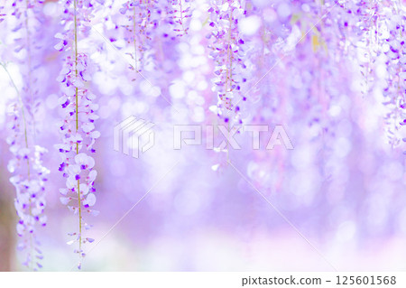 盛開的紫藤花 盛開的紫藤花 125601568