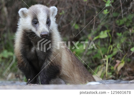 Badgers: Wild Animals of Japan's Satoyama 125601678