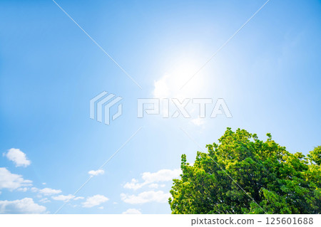 藍天,白雲和樹林 藍天,白雲和樹林 125601688