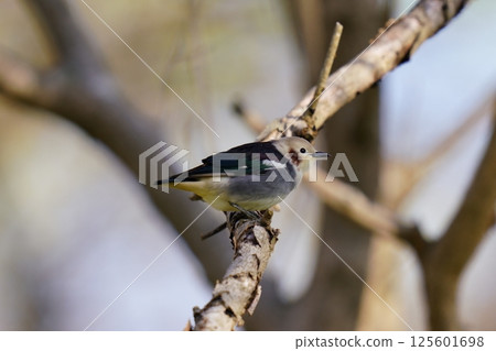 Male red-cheeked starling perched on a tree Male red-cheeked starling perched on a tree 125601698