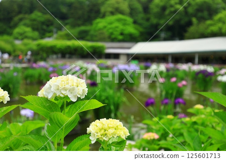 White hydrangea 125601713