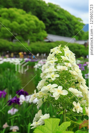 White hydrangea White hydrangea 125601723