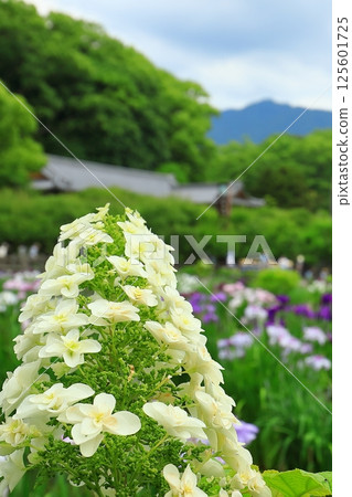 White hydrangea 125601725