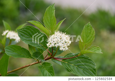 White-tipped dogwood "Sibirica" White-tipped dogwood "Sibirica" 125602584