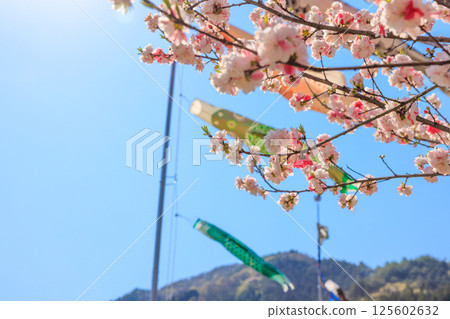 鯉魚旗與桃花盛開 |桃花村春暖花開 鯉魚旗與桃花盛開 |桃花村春暖花開 125602632