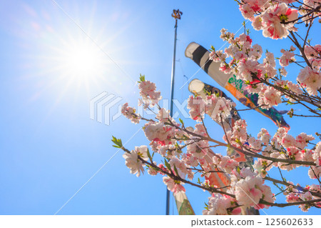 Carp streamers and peach blossoms in full bloom | Spring in full bloom at Peach Blossom Village Carp streamers and peach blossoms in full bloom | Spring in full bloom at Peach Blossom Village 125602633