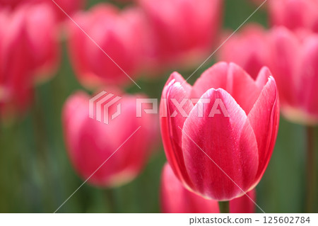 Colorful tulips shining in the spring sunshine 125602784