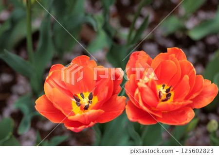 Colorful tulips shining in the spring sunshine 125602823