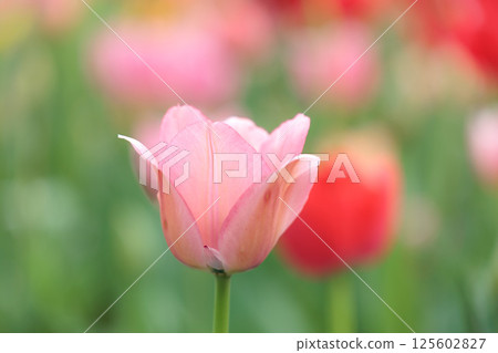 Colorful tulips shining in the spring sunshine Colorful tulips shining in the spring sunshine 125602827