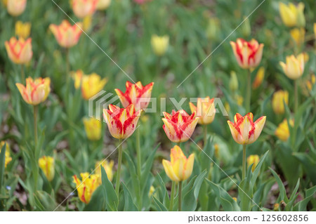 色彩繽紛的鬱金香在春日陽光下閃耀 125602856
