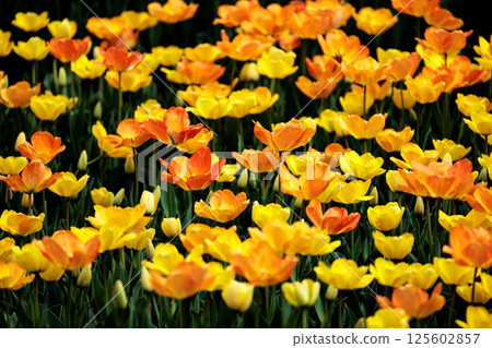 色彩繽紛的鬱金香在春日陽光下閃耀 125602857