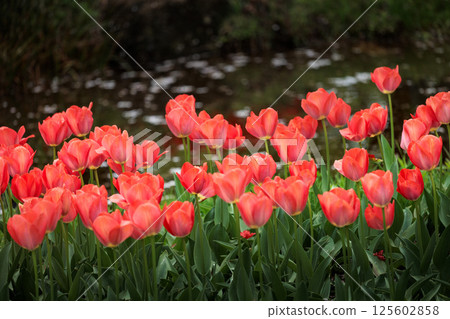 Colorful tulips shining in the spring sunshine Colorful tulips shining in the spring sunshine 125602858