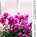 窗台上盛開的仙客來花 125602919