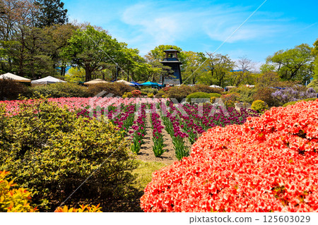 Blooming Numata Castle Park Blooming Numata Castle Park 125603029