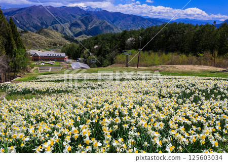 White daffodil flower field 125603034
