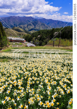 White daffodil flower field (vertical) 125603035