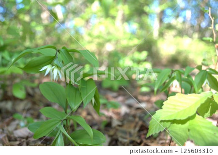 A tiger lily flower blooming in the spring forest of fresh greenery 125603310