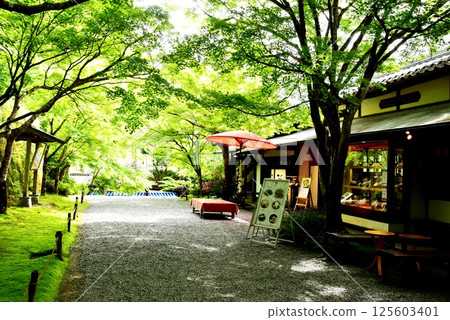 Kyoto City: Ohara Sanzen-in Temple Palace Gate Approach (Ohara Women's Path), Fresh Greenery, Tea Shops, and Outdoor Tea Umbrellas 125603401