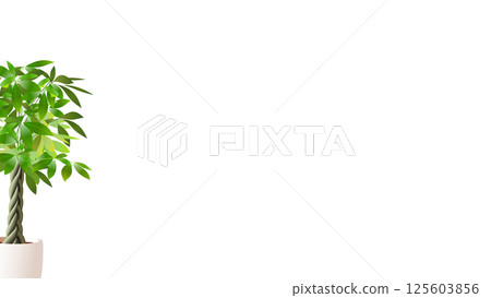 Pachira with transparent background and no shadow, left-justified, copy space available Pachira with transparent background and no shadow, left-justified, copy space available 125603856