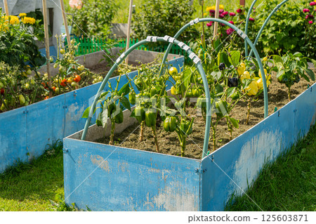 vegetable beds with pepper, tomatoes in the summer garden. Technology for growing vegetables on high beds vegetable beds with pepper, tomatoes in the summer garden. Technology for growing vegetables on high beds 125603871