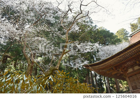 女性的高野山：室生寺、近藤的櫻花 125604016