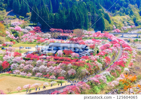 [In full bloom] Hanamomo no Sato [Nagano Prefecture] 125604065